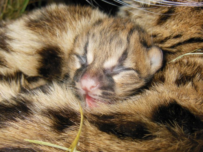 Illustration for article titled BREAKING CUTENESS NEWS: Baby Margay is Cute